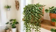 25 Jenis Tanaman Hias Daun Kecil, Percantik Ruangan Minimalis dan Area Sempit