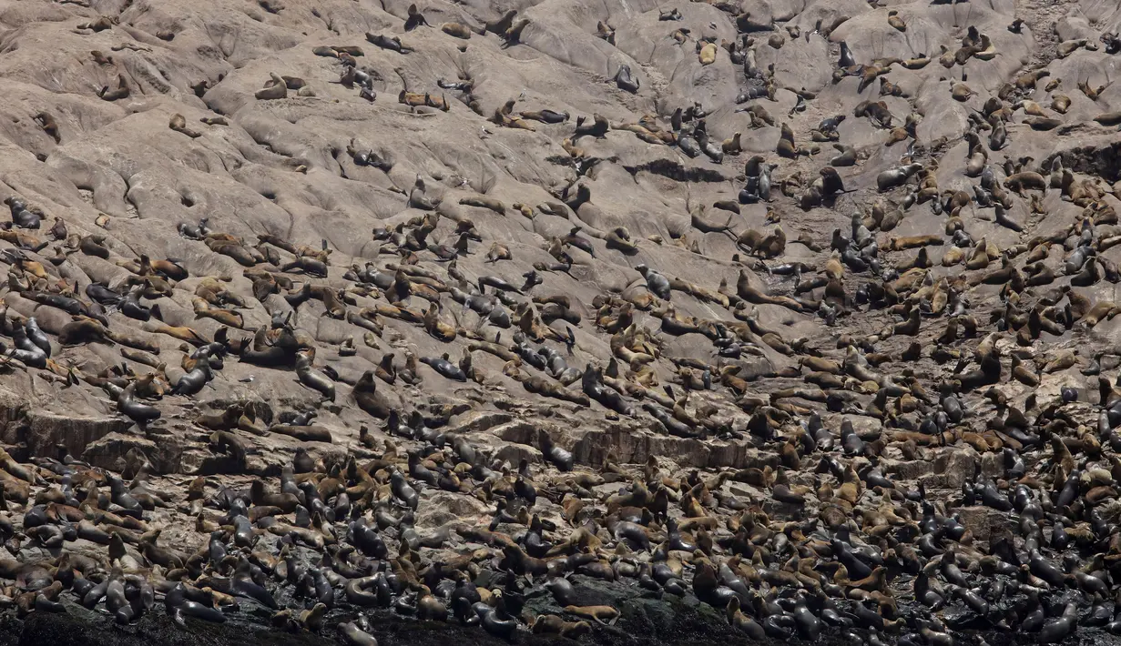 Ribuan singa laut yang berkumpul di pinggir Pulau Palomino, Callao, Peru (14/10). Pulau kecil ini memang terkenal sebagai pulau yang dihuni ribuan singa laut. (Reuters/Guadalupe Pardo)