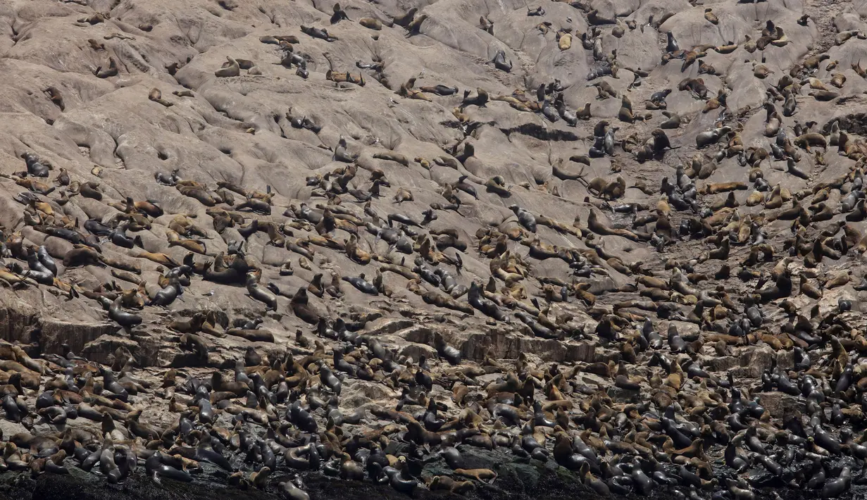 Ribuan singa laut yang berkumpul di pinggir Pulau Palomino, Callao, Peru (14/10). Pulau kecil ini memang terkenal sebagai pulau yang dihuni ribuan singa laut. (Reuters/Guadalupe Pardo)
