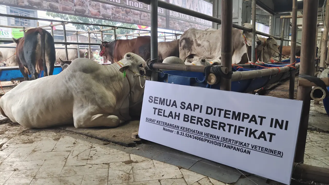 Sejumlah hewan kurban yang berada di Mall Qurban H Doni, Kecamatan Cimanggis, Kota Depok. (Liputan6.com/Dicky Agung   Prihanto)