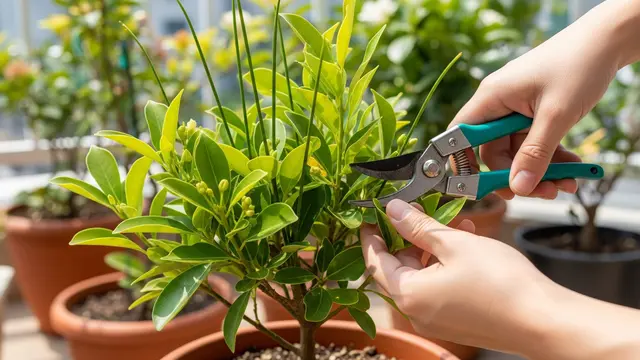 cara merangsang tabulampot agar cepat berbuah di pot
