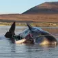 Penampakan Paus Sperma yang mati menelan puing-puing laut di Pantai Seilebost, Skotlandia. (Dan Parry)