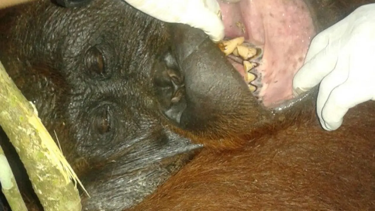 Perjalanan Kukar Si Orangutan yang Tersesat di Kebun Kelapa