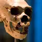 Tengkorak Homo neanderthalensis: Populasi yang terpisah dari nenek moyang manusia Neanderthal dan manusia modern antara 360.000 sampai 1 juta tahun yang lalu. (Liputan6/The Natural History Museum)