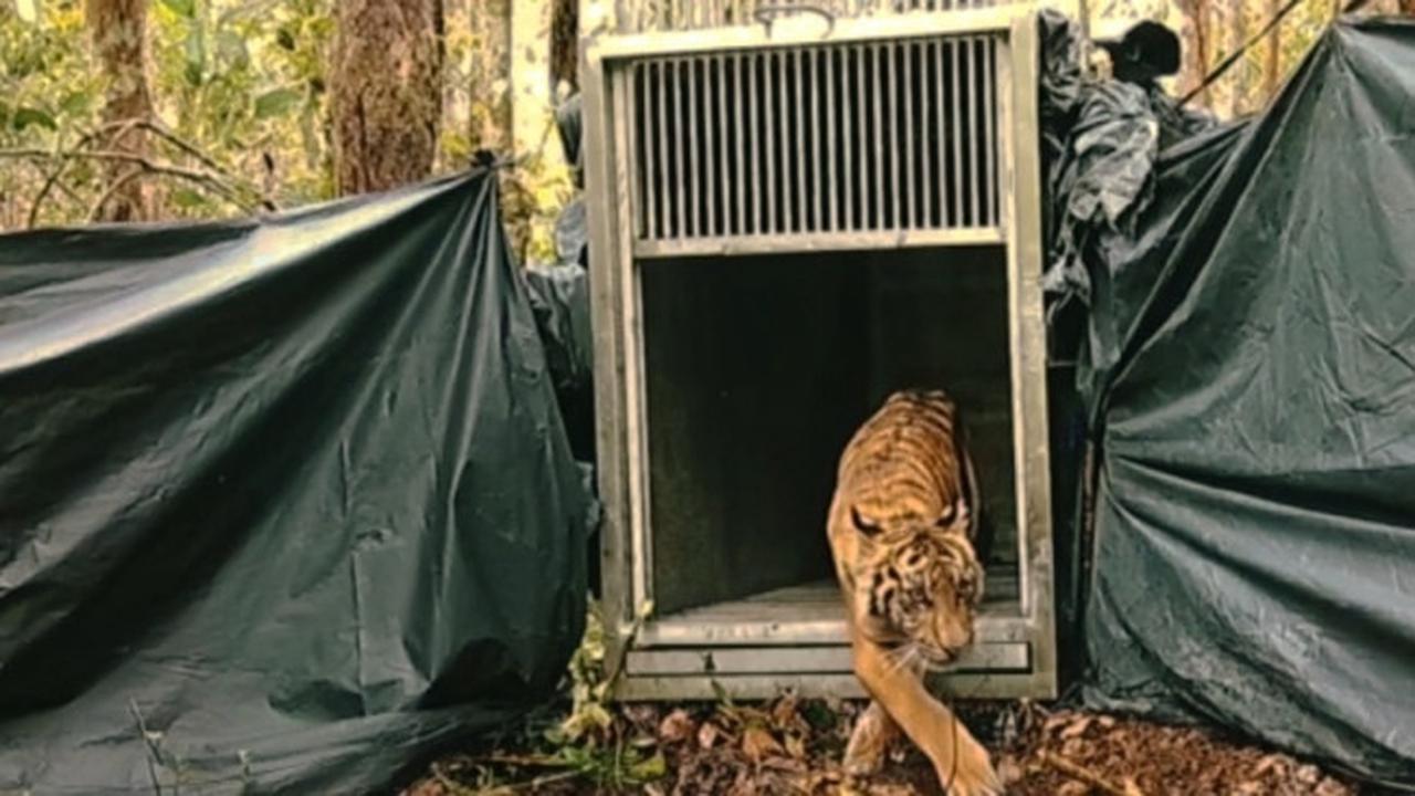 Harimau sumatra keluar dari kandang untuk dilepasliarkan ke hutan konservasi oleh BBKSDA Riau.