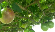 7 Cara Membuat Tanaman Markisa Rajin Berbuah dengan Rambatan Sederhana