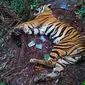 Harimau sumatra yang mati terjerat di salah satu kawasan hutan di Riau. (Liputan6.com/Dok BBKSDA Riau)
