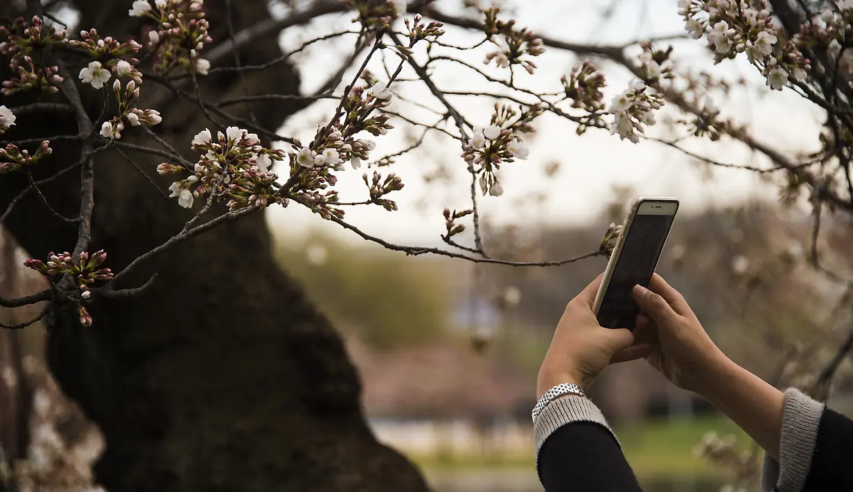 Seorang wanita menggunakan kamera ponsel untuk mengambil gambar dari bunga sakura yang mulai mekar di Tidal Basin, Washington DC, Selasa (22/3). (Jim Watson/AFP)