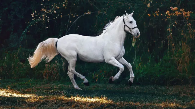 Kuda Bisa Disumbangkan