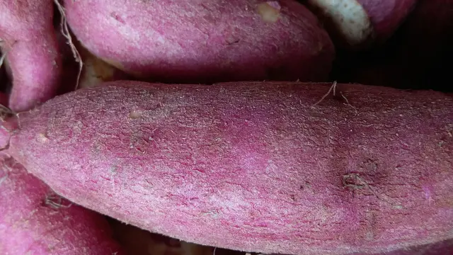 Menurunkan Risiko Penyakit Kanker