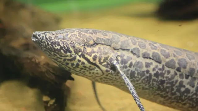 Lungfish Afrika Barat (5 tahun)
