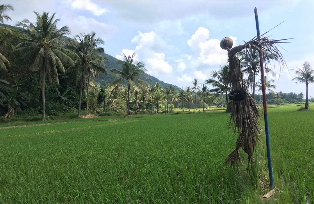 Belajar Dari Manusia Jerami Memedi Sawah Regional Liputan6 Com