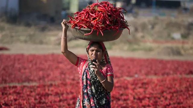 Pekerja di Kebun Cabai India