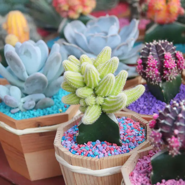 5 Jenis Kaktus Mini Untuk Menghiasi Kamar Tidur Lifestyle Fimela Com