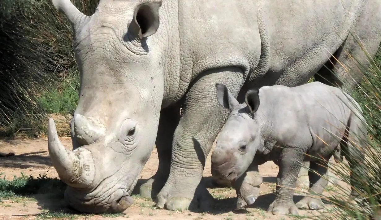 Seekor induk badak putih bernama Lima berjalan dengan bayinya di Cagar Afrika Sigean (Aude), di Prancis, 21 September 2018. Kelahiran bayi badak putih itu merupakan harapan nyata spesies yang terancam punah. (AFP / RAYMOND ROIG)