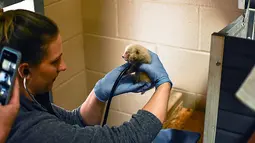 Kebun Binatang Virginia di Norfolk mengumumkan kelahiran panda merah kembar tiga pada 19 Agustus 2019. Kelahiran panda merah kembar tiga jarang terjadi, dan anaknya memiliki tingkat kematian yang tinggi. (The Virginia Zoo via AP)
