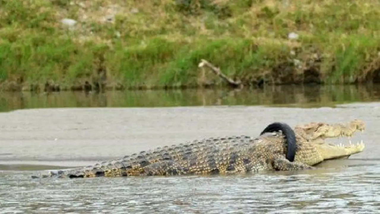 Muncul Lagi, Buaya Berkalung Ban Jadi Buruan Objek Selfie