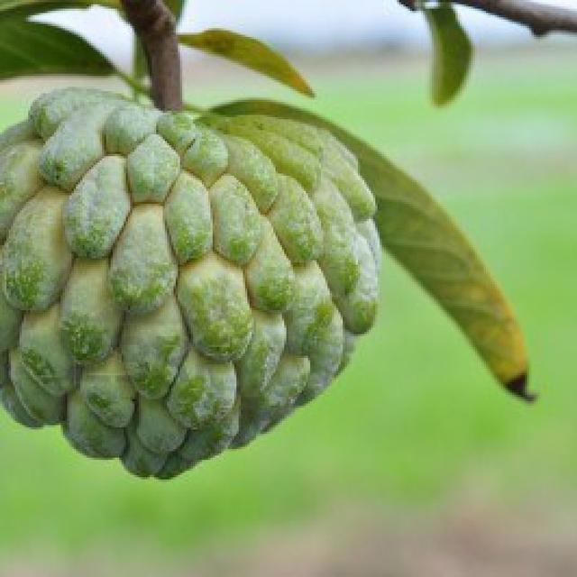 Manfaat Buah Srikaya Untuk Menambah Berat Badan | Seputar Buah