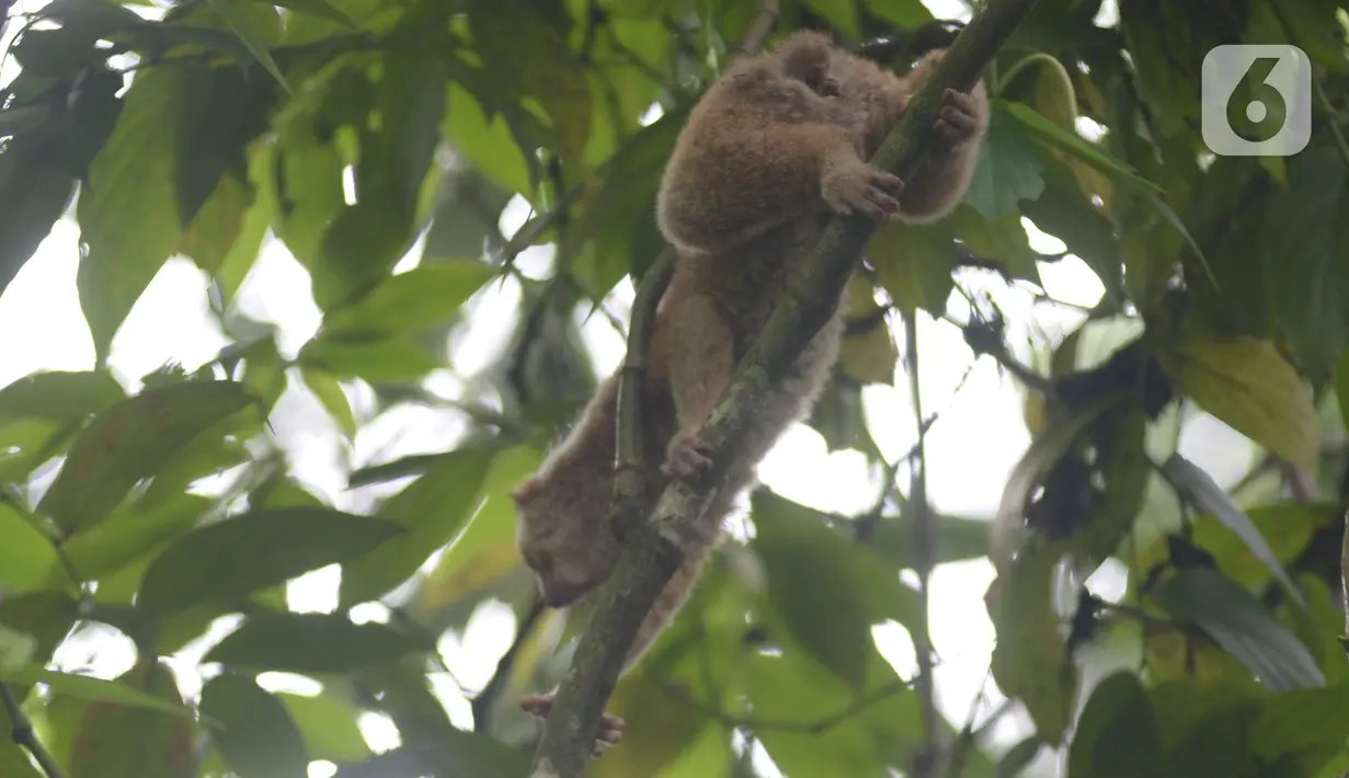 Satwa Kukang Jawa (Nycticebus javaicus) saat dilepasliarkan di kawasan Taman Nasional Halimun Salak, Jawa Barat, Sabtu (6/11/2021). Sebanyak 10 ekor Kukang Jawa dikembalikan ke habitat asalnya dalam rangka peringatan Hari Cinta Puspa dan Satwa Nasional. (merdeka.com/Imam Buhori)