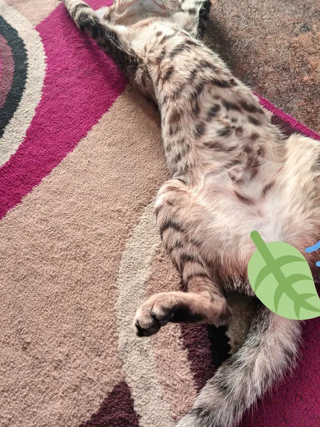 7 Potret Pose Kucing Tidur Telentang Ini Kocak, Bikin Salah Fokus