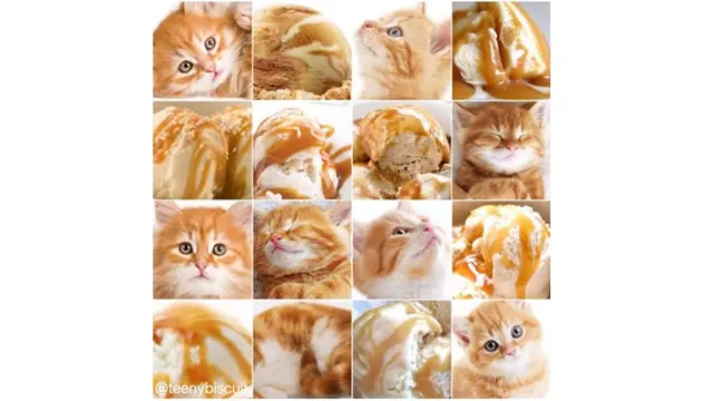 Hewan seperti makanan (Sumber: pawsplanet)