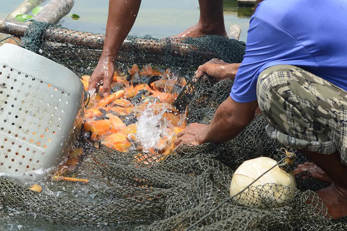 Potret Petani Kerambah Jaring Apung Waduk Jatiluhur