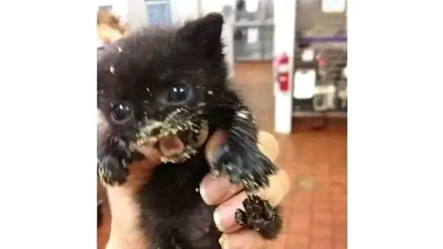 6 Potret Kucing Jika Terlalu Bahagia, Ekspresinya Kocak