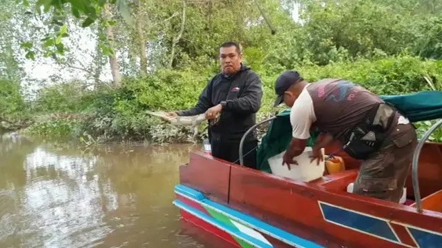 Buaya Jambi