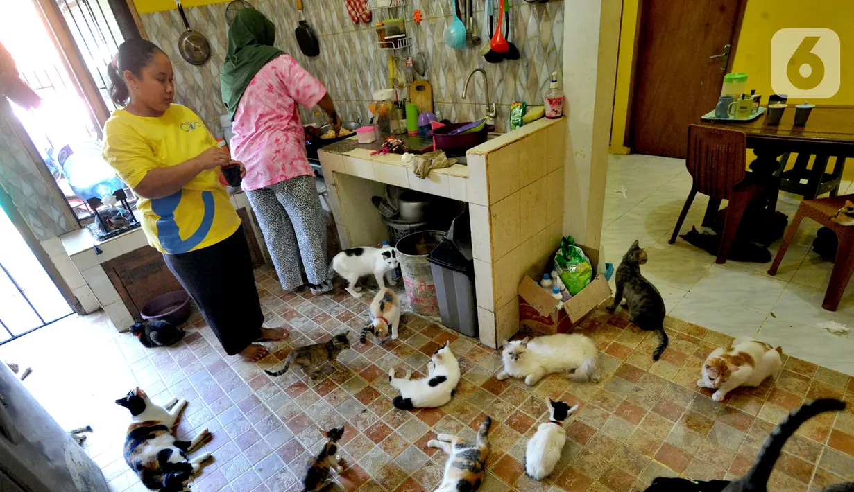 Pemandangan ini tidak biasa bagi tamu yang pertama kali berkunjung ke Rumah Kucing Parung (RKP) di RT 01/07 Kelurahan Pabuaran, Kecamatan Kemang, Parung, Kabupaten Bogor, Jawa Barat. (merdeka.com/Arie Basuki)