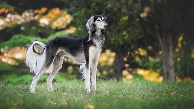 Saluki