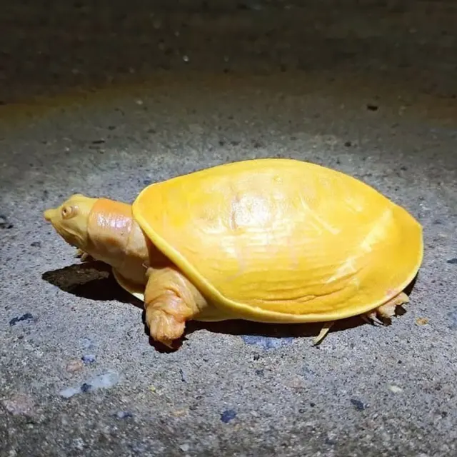 kura kura albino