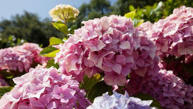 Hydrangea Flower (sumber: pixabay)