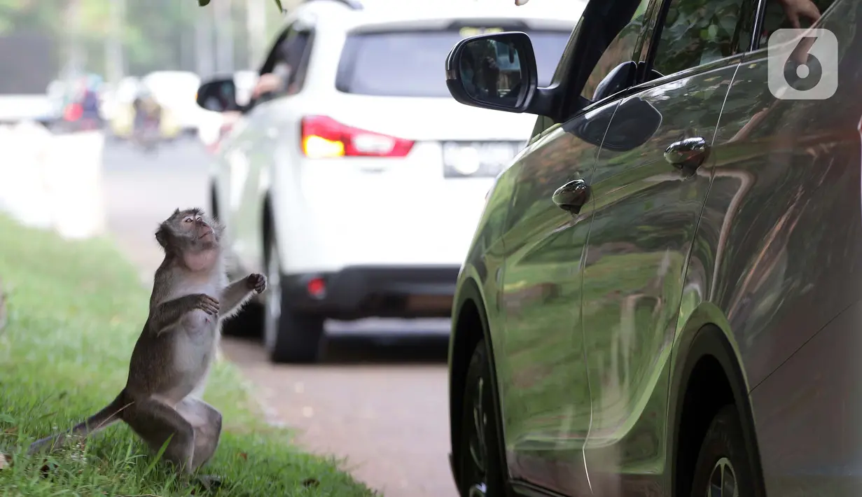 Monyet ekor panjang (Macaca Fascicularis) menanti makanan yang dilemparkan warga di kawasan Suaka Margasatwa Muara Angke, Penjaringan, Jakarta, Sabtu (29/5/2021). Meski sudah ada larangan, namun pemberian makanan oleh warga kepada monyet ekor panjang masih terlihat. (Liputan6.com/Helmi Fithriansyah)