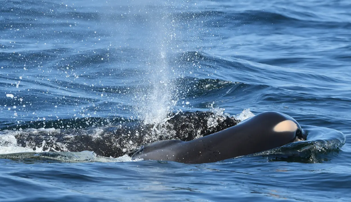 Paus pembunuh J35 membawa bangkai bayinya yang baru dilahirkan di sekitar pantai British Columbia, Kanada, Selasa (24/7). J35 akhirnya melepaskan bayinya di laut lepas setelah membawanya selama 17 hari. (David Ellifrit/Center for Whale Research via AP)