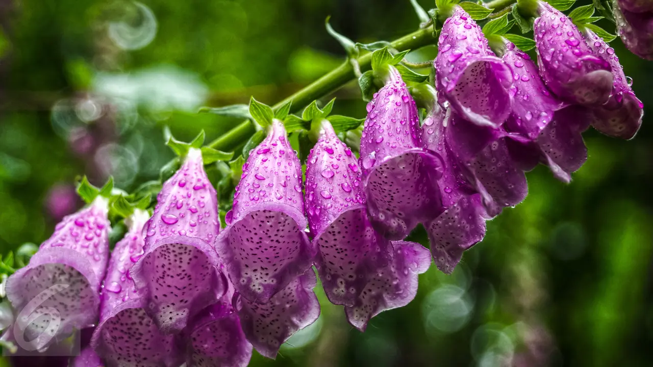 Bunga Foxgloves
