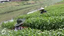 Warga mencabut rumput dari ladang sayuran di bantaran Kanal Banjir Timur, Jakarta, Selasa (13/9). Banyaknya lahan kosong di kawasan tersebut dimanfaatkan warga untuk bercocok tanam. (Liputan6.com/Immanuel Antonius)
