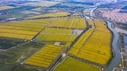 Foto dari udara menunjukkan area persawahan dan budi daya kepiting di Zona Pengembangan Ekonomi Lutai di Kota Tangshan, Provinsi Hebei, China utaran (22/9/2020). (Xinhua/Mu Yu)