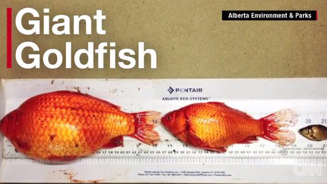ikan mas bisa jadi mutan saat dibuang