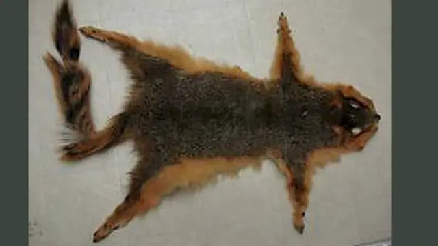 Mata Uang Tupai
