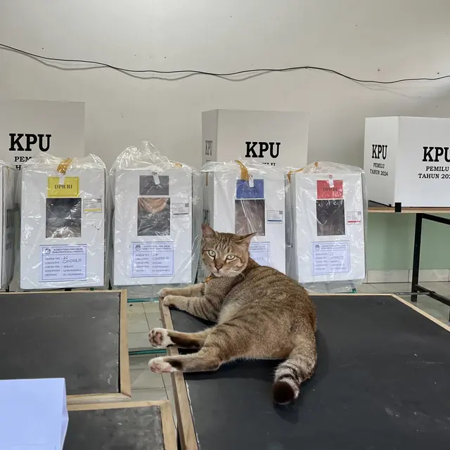 6 Potret Aksi Lucu Kucing di TPS Ini Bikin Pemilih Gemas, Bak Jadi Petugas KPPS