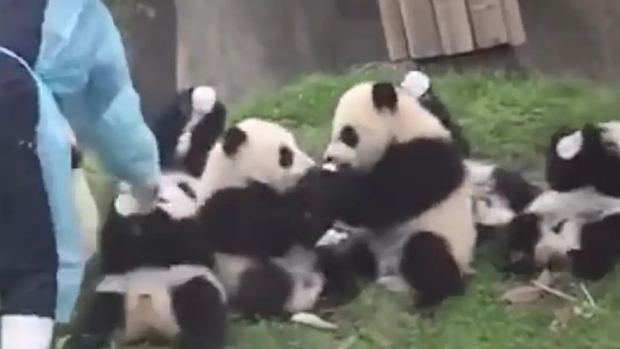 Lucu, 10 Bayi Panda Berebut Mendapat Botol Susu