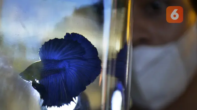 Proses Penjurian Kompetisi Ikan Cupang (Liputan6.com/Fauzan)