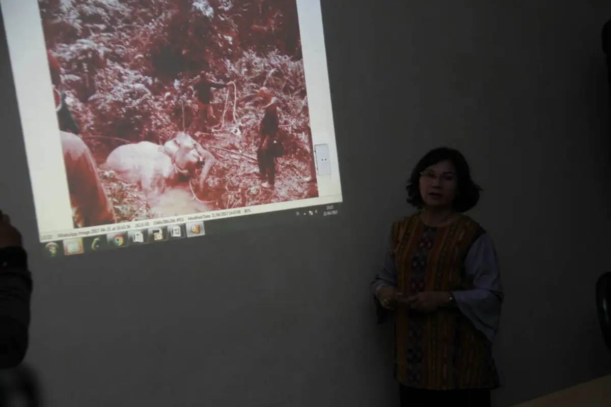Gajah Betina Liar Mati di Areal Kebun Sawit