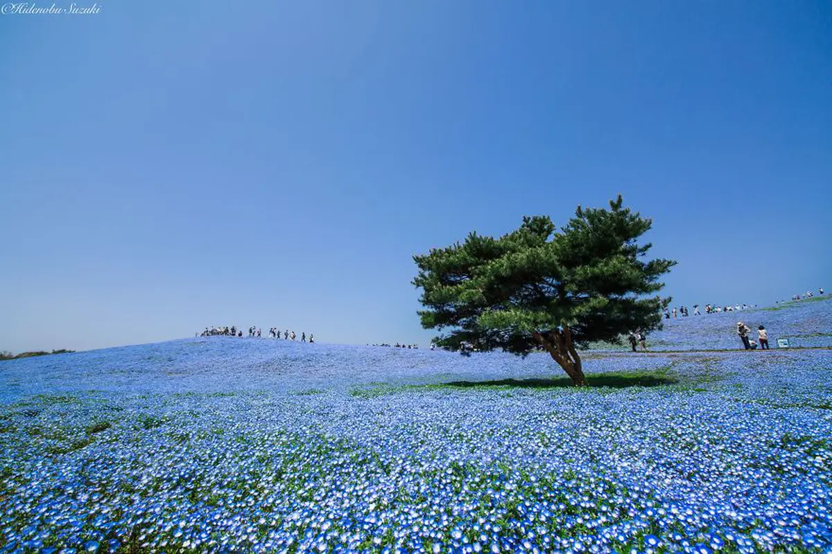 Jepang