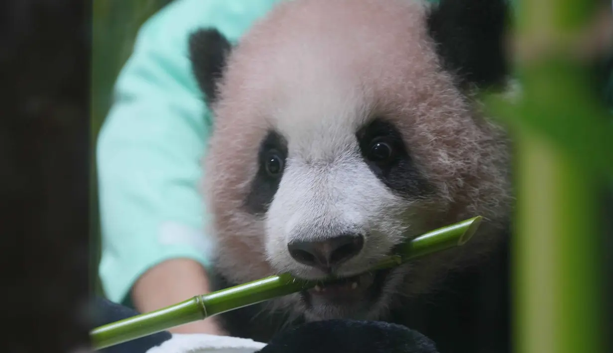 Satrio Wiratama atau Rio, anak panda raksasa pertama yang lahir di Indonesia, saat pratinjau media di Taman Safari Indonesia, Bogor, Jawa Barat, Jumat 15 Mei 2026. (AP Photo/Achmad Ibrahim)