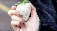 Strawberry White Jewel (sumber: odditycentral)