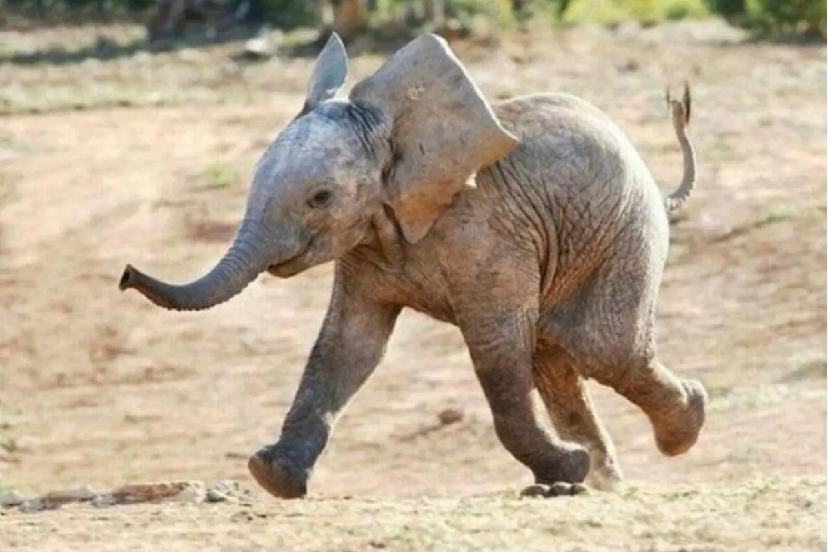Gemas, Anak Gajah Ini Ingin Main dengan Burung