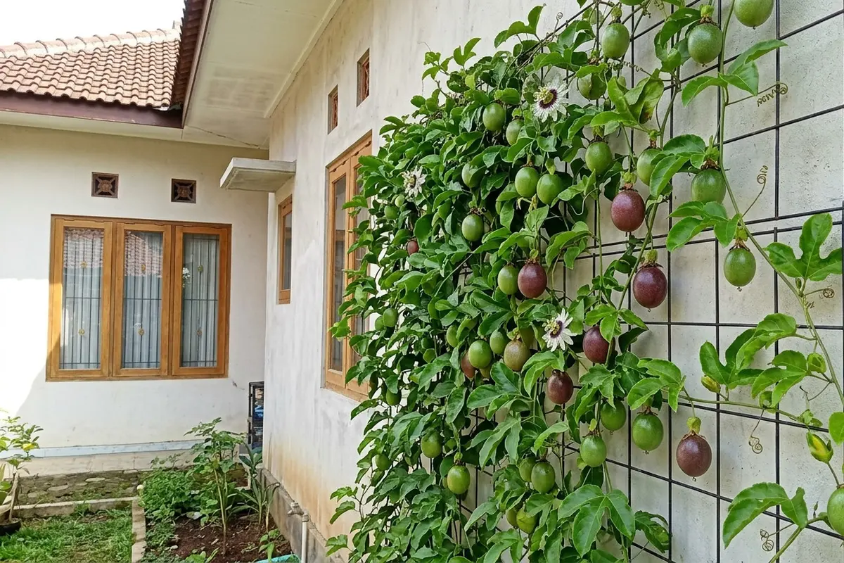 Pohon Buah Merambat