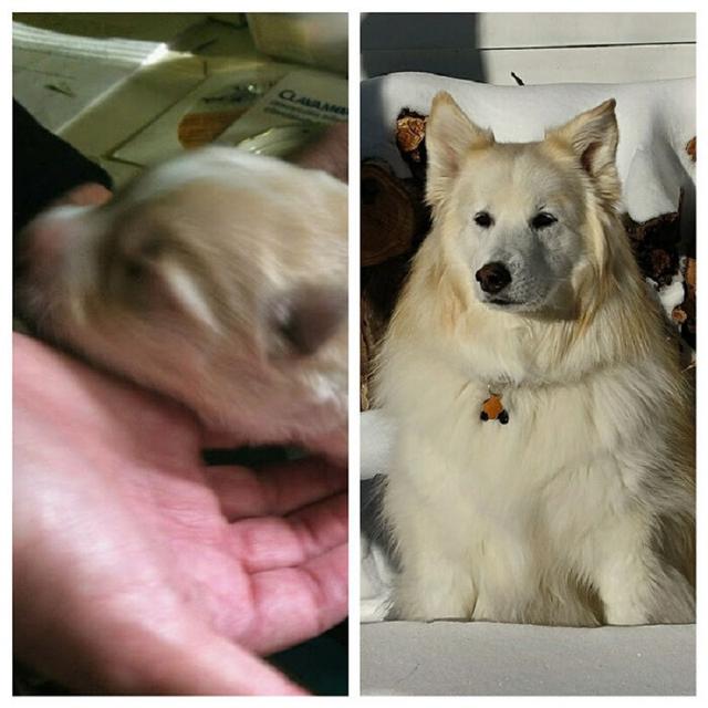 perbandingan hewan setelah dirawat manusia