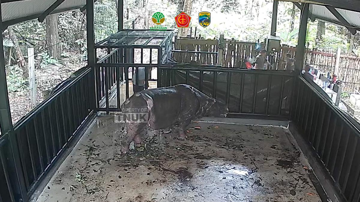 Kematian Badak Jawa Menyisakan Teka-teki